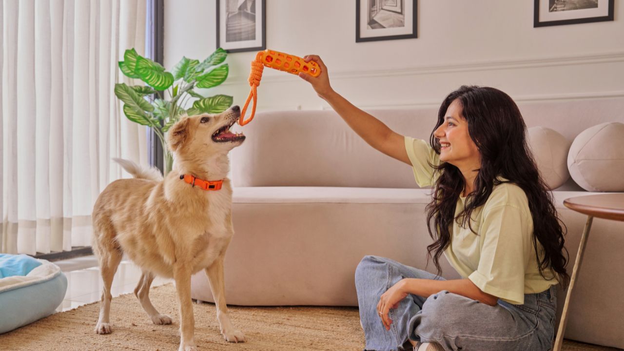 Pets in Rentals